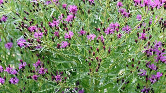 Trophée en vivaces : Vernonia lettermanii ‘?Iron Weed’, présenté par la pépinière Delabroye de Hantay (59).